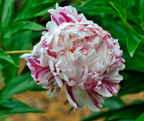 Single variegated white with pink striped peony flower variety Candy Stripe close up