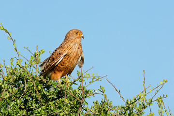 A greater kestrel (Falco rupicoloides) perched on a tree against a blue sky, South Africa.