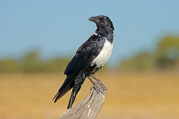 A pied crow (Corvus albus) perched on a branch, Etosha National Park, Namibia.