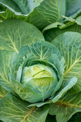 Fototapeta premium green cabbage in the garden