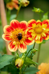 dahlia flowers in the garden