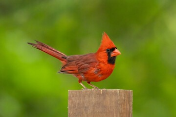 Scarlet and Crimson on deep forest green. Northern Cardinal (Cardinalis cardinalis) poised for...