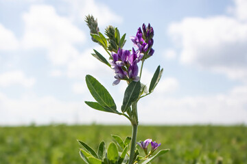 Alfalfa stretching into the sky.  Green leaves and purple flowers. Field of low crops, blue sky and fluffy white clouds.  New growth feed hay field meadow agriculture forb inflorescence stem leaf © Travis