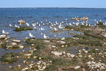 birds on the shores of the Mediterranean Sea in northern Israel