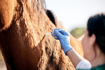 Vet, doctor and woman with injection for horse for medical examination, animal care and health...