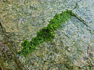 It's moss on a stone.
