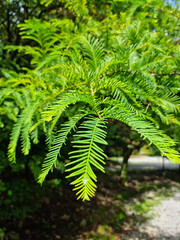 This is a close-up of a metasequoia leaf.