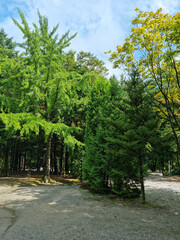It is an outdoor park with trees.