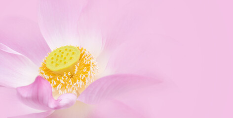 Pink lotus petals on abstract blur background. Soft pink lotus pastels background, Luxury wallpaper