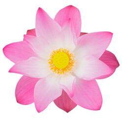 Beautiful pink lotus flower on isolated background. Tropical water plant concept
