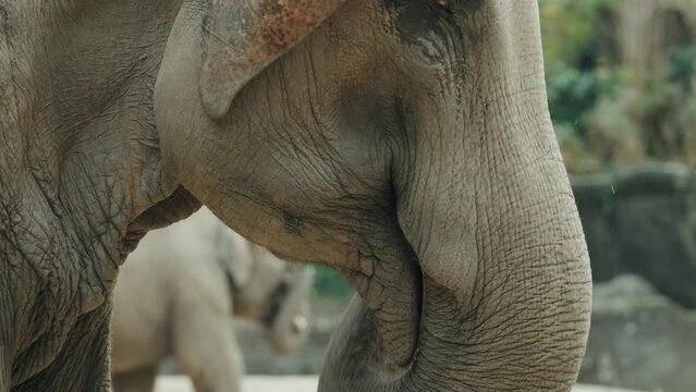 Massive Elephant eating leaves closeup filmed in slow motion