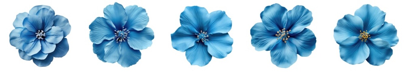 collection of blue various design element flowers isolated on a transparent background .PNG, flowers with clipping path.