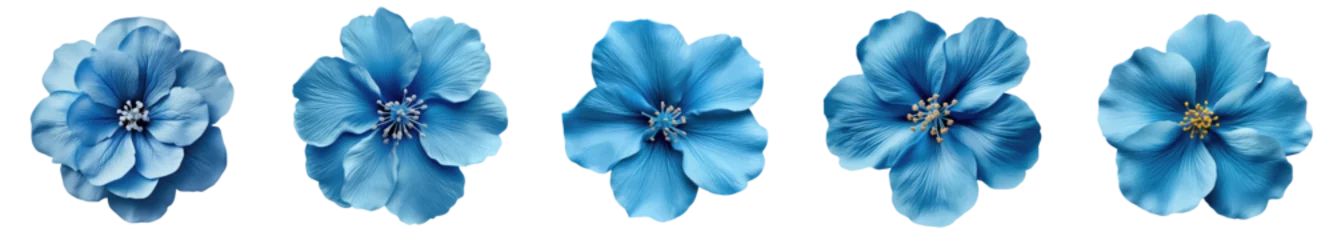 Fototapeten collection of blue various design element flowers isolated on a transparent background .PNG, flowers with clipping path. © Transparent png