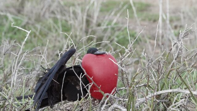 slow motion of a Magnificent frigatebird, Fregata magnificens, is a big black seabird with a characteristic red gular sac. Male frigate bird nesting with inflated sack, galapagos islands, Ecuador.