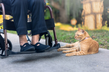 Feline therapy or therapy cats for dementia patients , stimulate activity and decrease loneliness