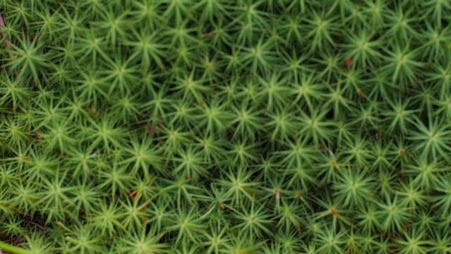Green moss close-up background, mosses surface of wood log in beautiful forest background. Star Moss, Polytrichum commune, seen from above. Twisted Moss is a natural star shaped moss.