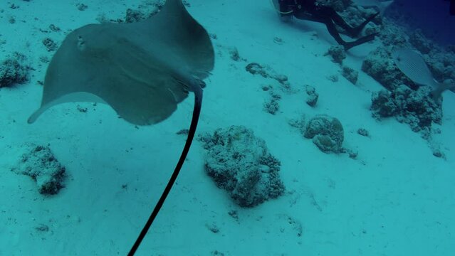 A Pink whipray, Pateobatis fai, in the coral reef, a group of divers watching the animals, Maldives Indian Ocean