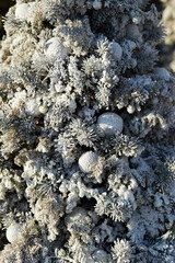 snow covered christmas tree, christmas decoration	