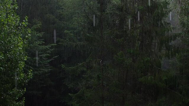 Rain on the background. Heavy rain in the forest. Season background. Rainy day in the dense forest in the mountains. Rain drops falling.