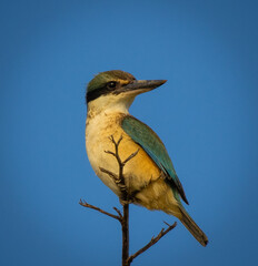 Kingfisher at the top of a tree