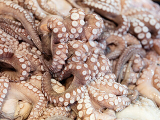 close up of octopus on ice © mnimage