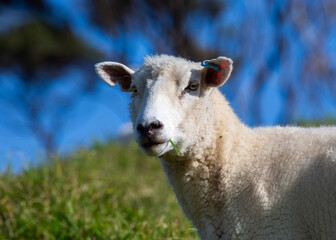 White sheep enjoying a feed