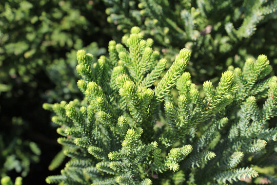 Close up of leaves on a hoop pine (araucaria cunninghamii) tree in a garden