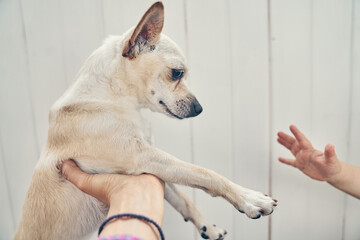 A dog in the hands of a woman, a baby's hand. A cross between a chihuahua looking to the side in...