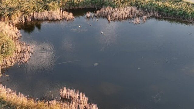 Top Down View Over Vacaresti Delta With Small Lakes And Different Species Of Birds, Romania