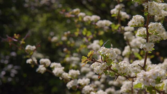 Green Hairstreak Butterfly Feeding on Hawthorn blossom Tree, Close Up, Dartmoor