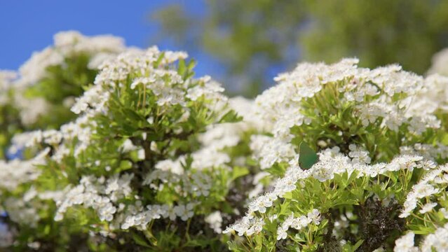 Green Hairstreak Butterfly Pollenating Hawthorn blossom on Sunny Day, Shallow Focus, Dartmoor National Park