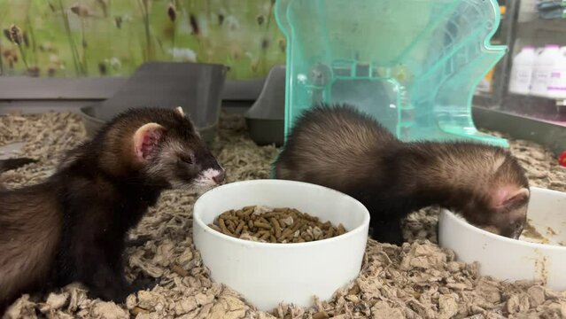 Two Cute Ferrets Eating and Playing in Slow Motion at a Pet Store