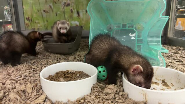 Two Ferrets Play While Another Ferret Eats Food at a Pet Store in Slow Motion