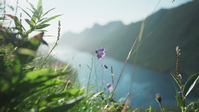 Wildflowers In The Mountain With Fjord In The Background On A Bright Day. - static