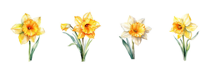 Obraz premium Watercolor flowers on a white background without shadows for illustration.