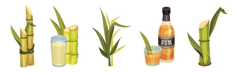 Fototapeta premium Sugar Cane Green Plant Stem with Leaf and Rum Drink Vector Set