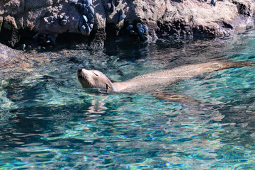 Sea Lion in water