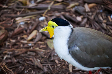 Spur-winged plover