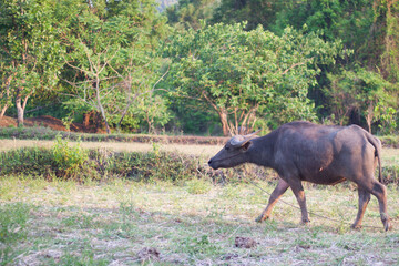 Buffalo eating grass in the field. In the evening. Buffalo of Thailand.