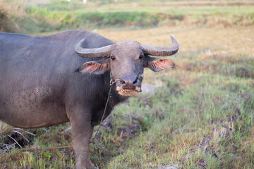 Obraz premium Buffalo eating grass in the field. In the evening. Buffalo of Thailand.