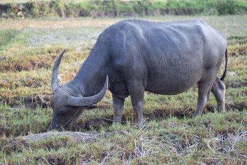 Obraz premium Buffalo eating grass in the field. In the evening. Buffalo of Thailand.