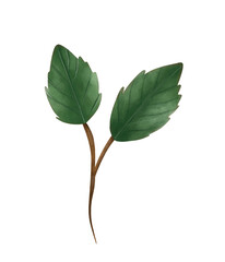 branch of rose watercolor icon. for wedding invitation card, greeting card, anniversary, textile, fabrica. 