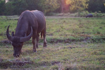 Naklejka na ściany i meble Buffalo eating grass in the field. In the evening. Buffalo of Thailand.