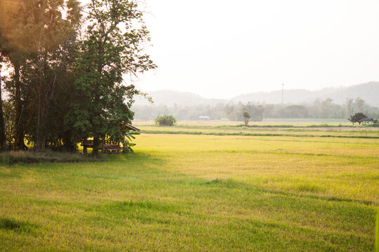 Rice Field in the evening.