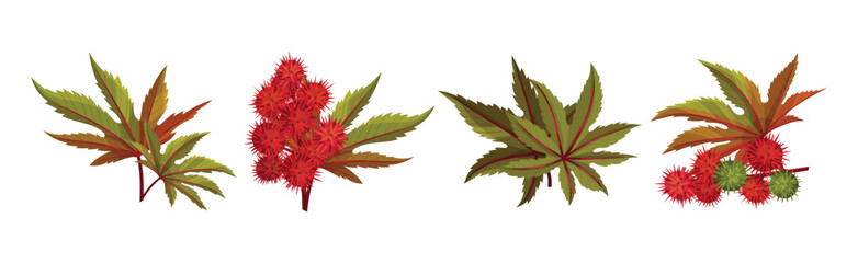 Castor Plant with Green Palmate Leaves and Red Fruit Vector Set