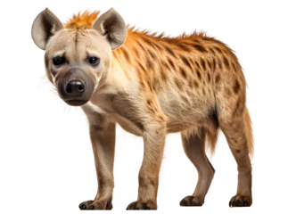 Foto op Plexiglas hyenas side view png ,hyena isolated on transparent background ,generative ai © Leo