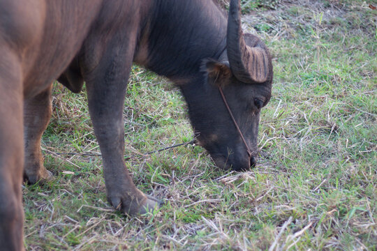Buffalo eating grass in the field. In the evening. Buffalo of Thailand.