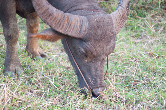Buffalo eating grass in the field. In the evening. Buffalo of Thailand.