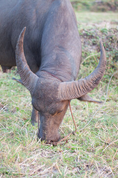 Buffalo eating grass in the field. In the evening. Buffalo of Thailand.