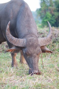 Buffalo eating grass in the field. In the evening. Buffalo of Thailand.